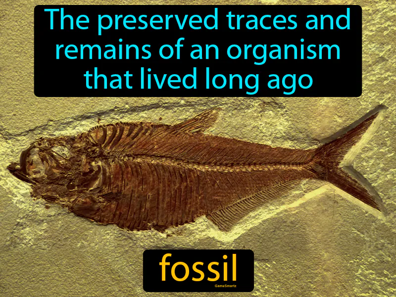 Fossil Definition Fossil Definition