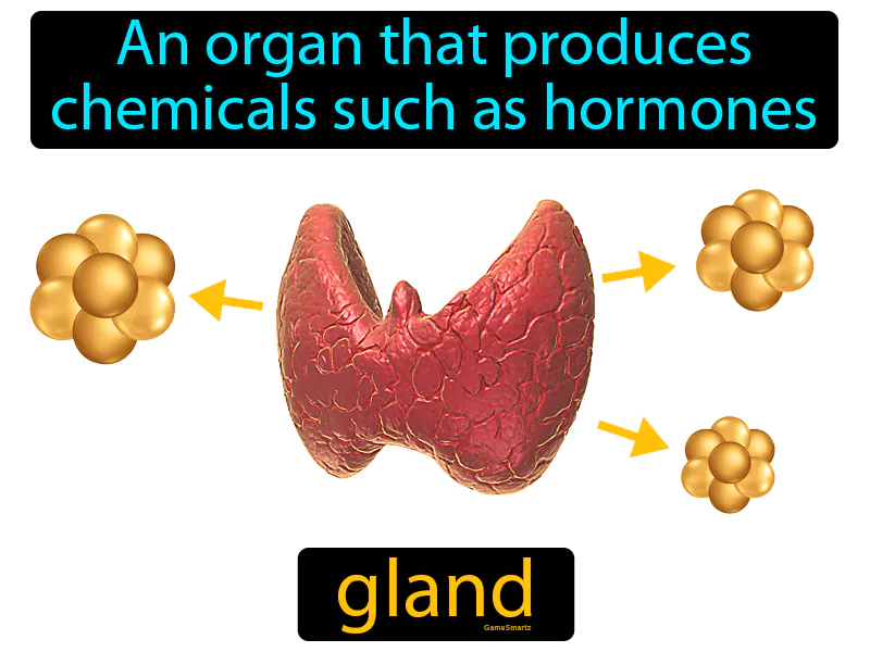 Gland Definition Gland Definition