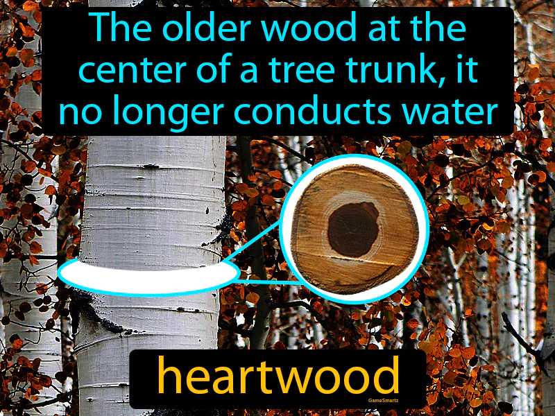 Heartwood Definition Heartwood Definition