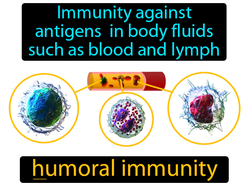Humoral Immunity Definition Humoral Immunity Definition