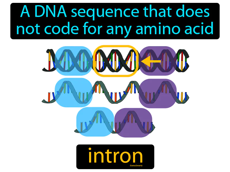 Intron Definition Intron Definition