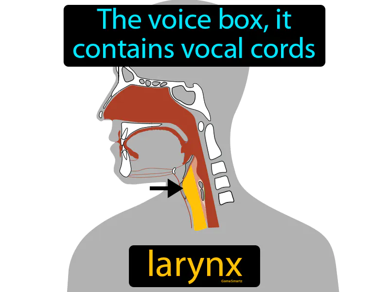 Larynx Definition Larynx Definition