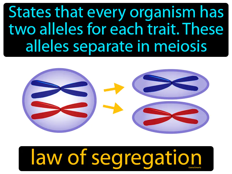 Law Of Segregation Definition Law Of Segregation Definition