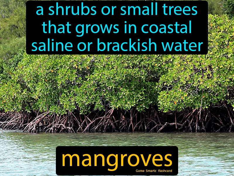 Mangroves Definition Mangroves Definition