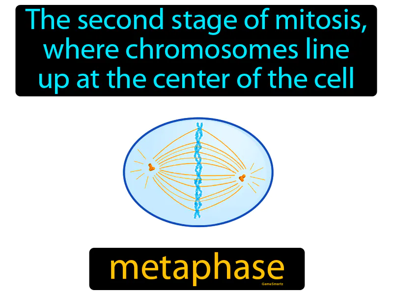 Metaphase Definition Metaphase Definition