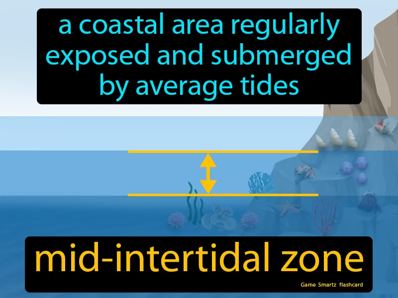 Mid-intertidal Zone Definition Mid-intertidal Zone Definition