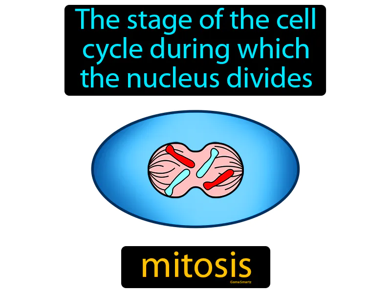 Mitosis Definition Mitosis Definition