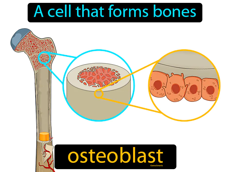 Osteoblast Definition Osteoblast Definition