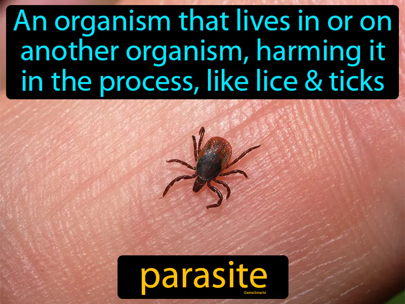 Parasite Definition Parasite Definition