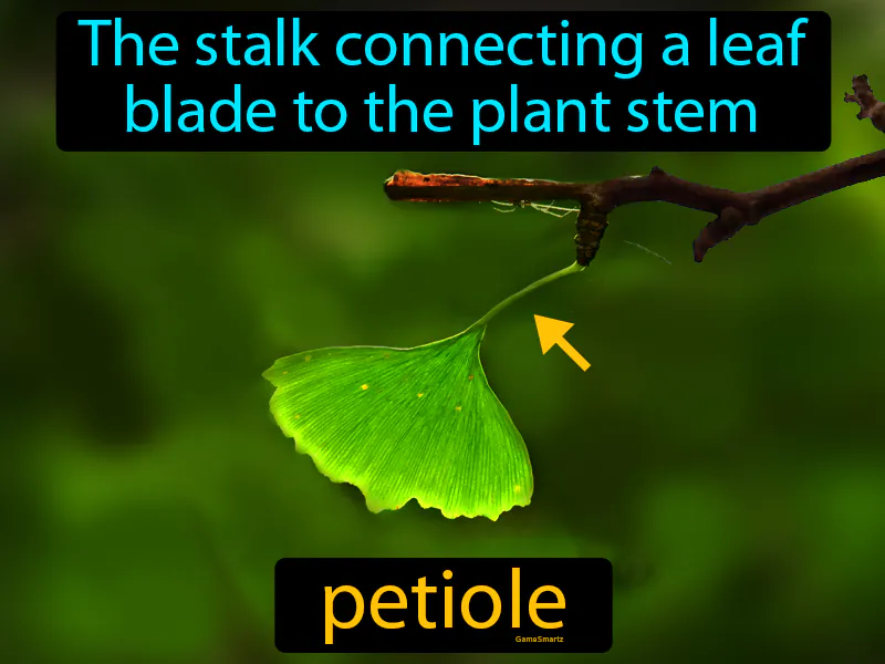 Petiole Definition Petiole Definition