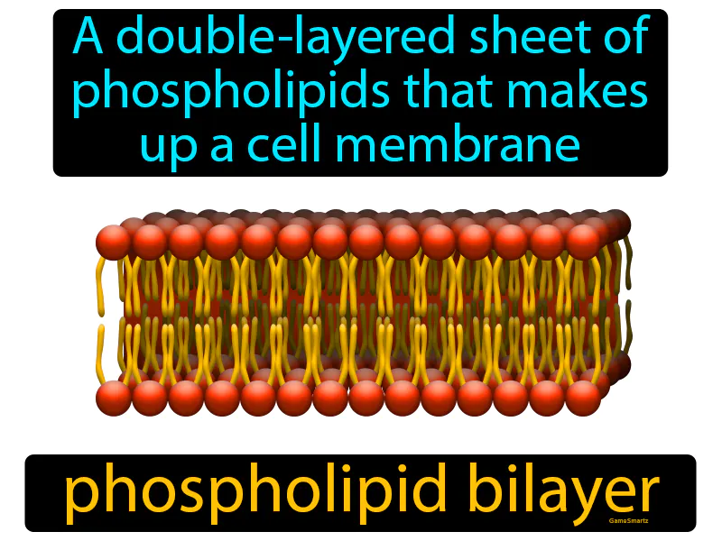 Phospholipid Bilayer Definition Phospholipid Bilayer Definition
