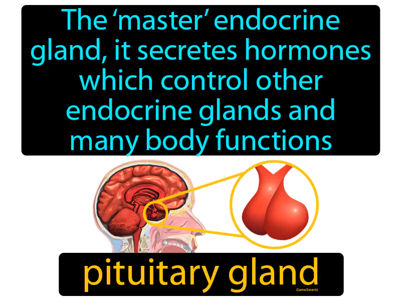 Pituitary Gland Definition Pituitary Gland Definition