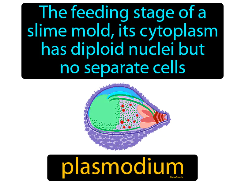Plasmodium Definition Plasmodium Definition