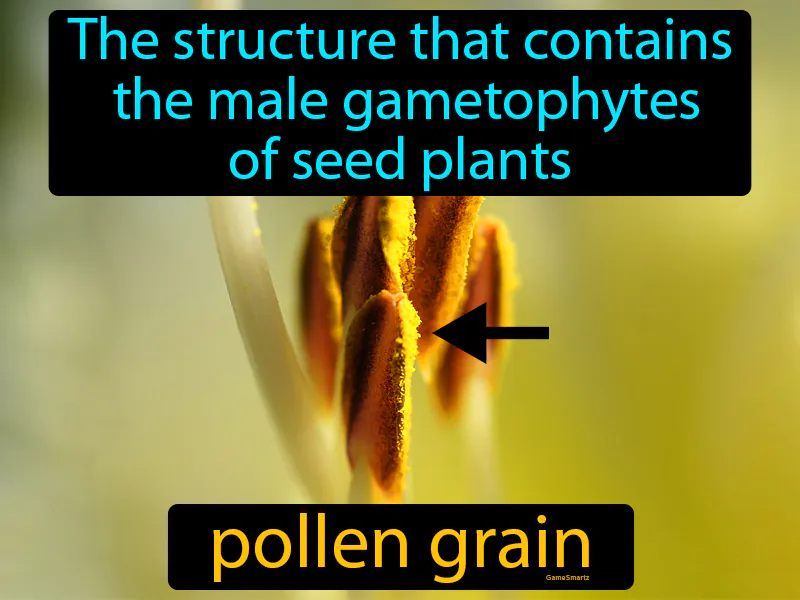 Pollen Grain Definition Pollen Grain Definition