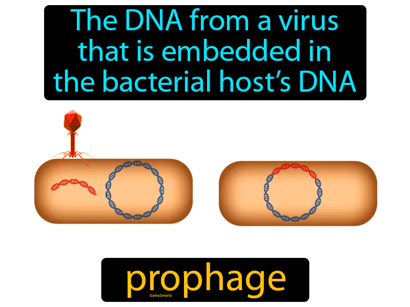 Prophage Definition Prophage Definition