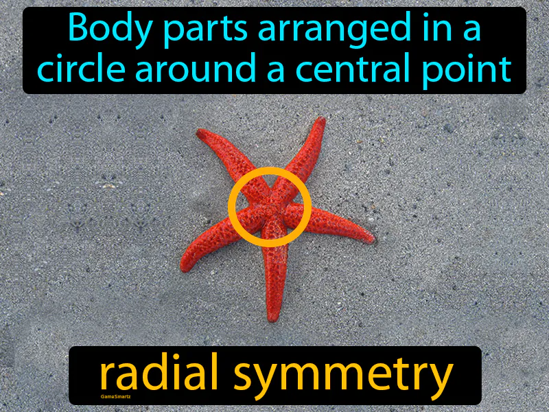 Radial Symmetry Definition Radial Symmetry Definition