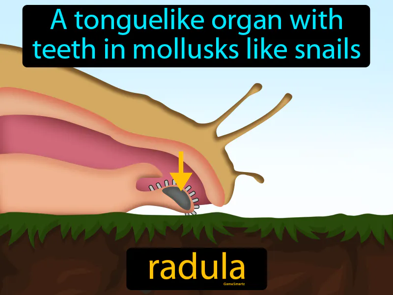 Radula Definition Radula Definition