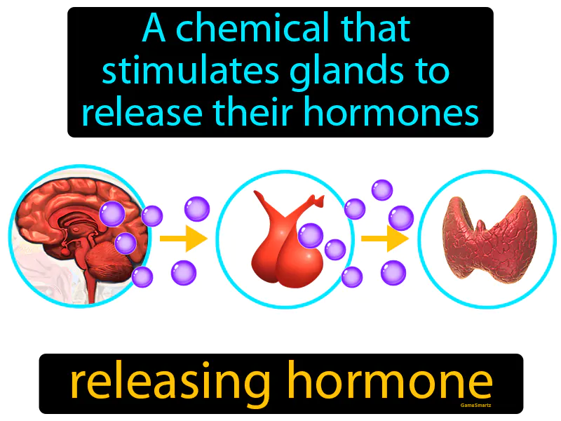 Releasing Hormone Definition Releasing Hormone Definition