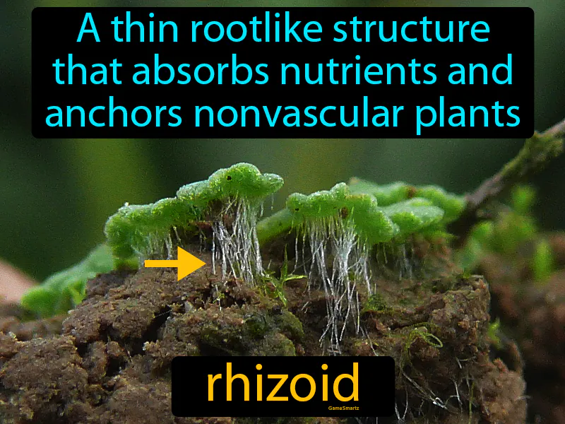 Rhizoid Definition Rhizoid Definition
