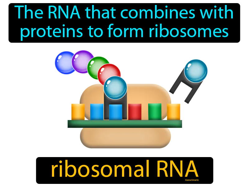 Ribosomal RNA Definition Ribosomal RNA Definition