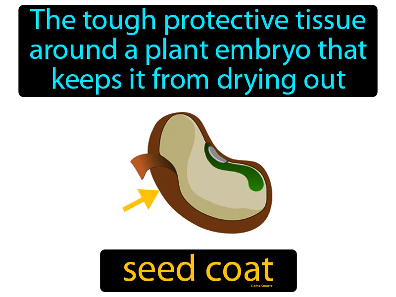 Seed Coat Definition Seed Coat Definition