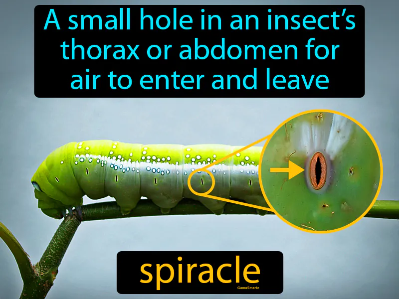 Spiracle Definition Spiracle Definition