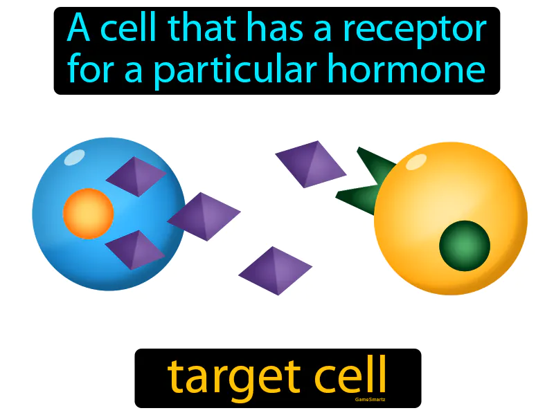 Target Cell Definition Target Cell Definition