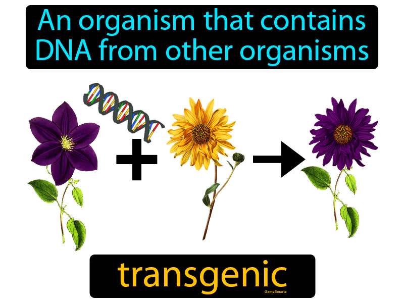 Transgenic Definition Transgenic Definition