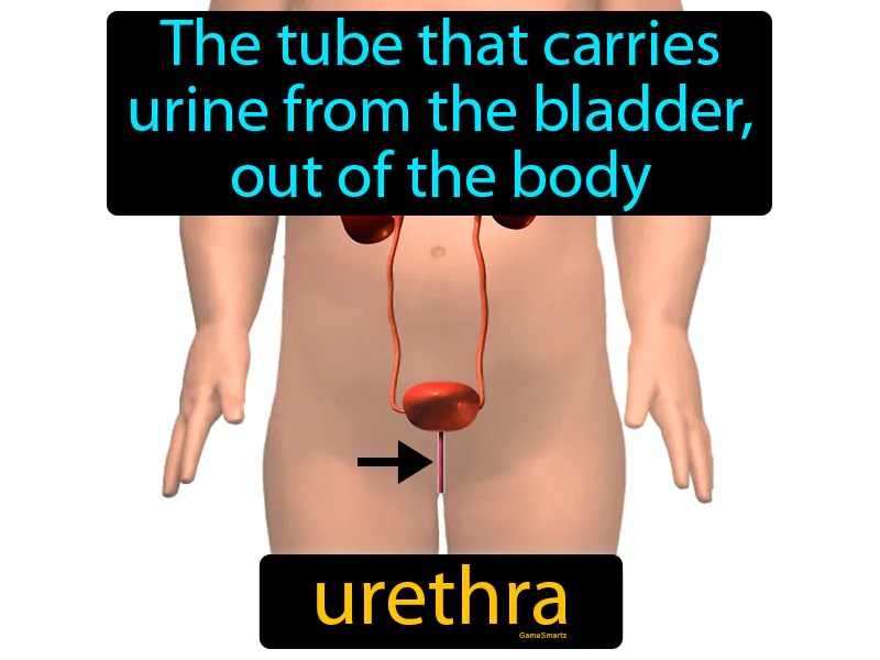 Urethra Definition Urethra Definition