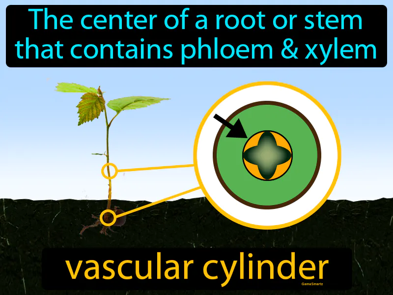 Vascular Cylinder Definition Vascular Cylinder Definition