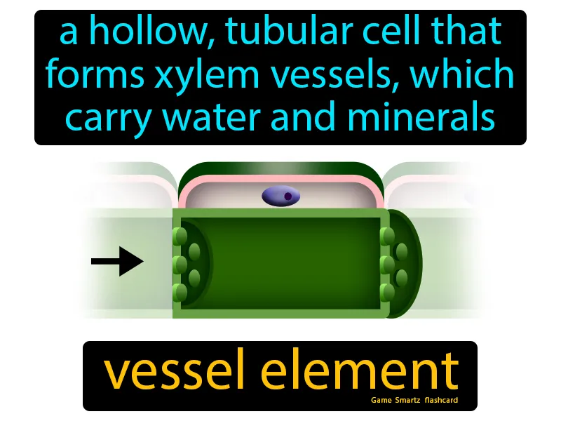 Vessel Element Definition Vessel Element Definition