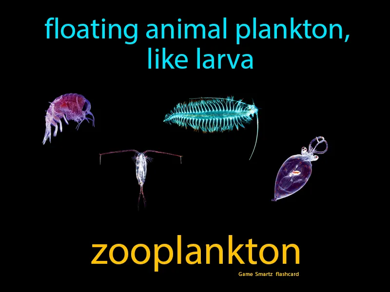 Zooplankton Definition Zooplankton Definition